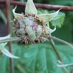 Rubus idaeus फल