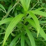 Lilium longiflorum Leaf