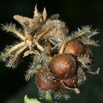 Dalechampia scandens Fruto