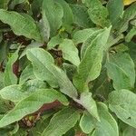 Clerodendrum quadriloculare Leaf