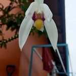 Eria coronaria Flor