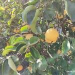 Citrus maxima List