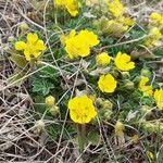 Potentilla incana Blomma