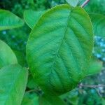 Amelanchier lamarckii पत्ता