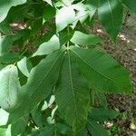 Carya ovata Blad