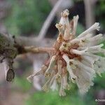 Pittosporum malaxanii Квітка