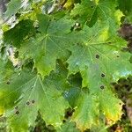 Acer platanoides Foglia