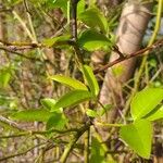 Rosa banksiae Leaf