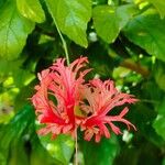 Hibiscus schizopetalus Flower