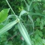 Lathyrus heterophyllus Leaf