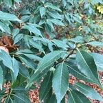 Quercus myrsinifolia Leaf