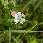 Silene dichotoma 花