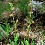 Valeriana celtica Elinympäristö