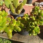 Sedum hernandezii Foglia
