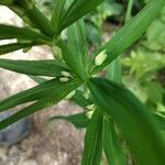 Polygonatum verticillatum Cvet
