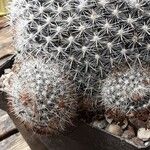 Mammillaria spinosissima Hoja