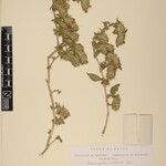 Lepidagathis cuspidata Otro