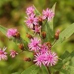 Vernonia gigantea Flower