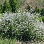 Ceanothus leucodermis Blomst