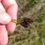 Schoenus nigricans Flower