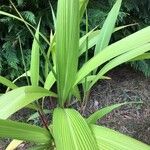 Setaria palmifolia List