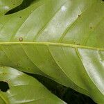 Magnolia gloriensis Blad