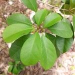 Pisonia aculeata पत्ता