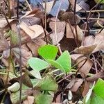 Marsilea quadrifolia Лист