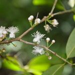 Eugenia stictopetala Fleur