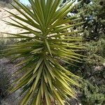 Yucca aloifoliaपत्ता