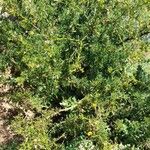 Adesmia confusa Hábitos