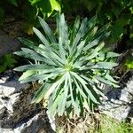 Euphorbia characias Blad