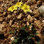 Helianthemum marifolium Buveinė