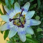 Passiflora caeruleaFlor