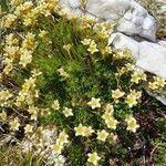 Saxifraga exarataFlor