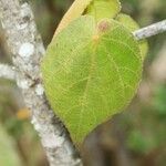 Dombeya reclinata 葉