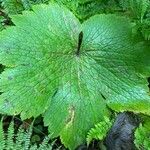 Ranunculus cortusifolius Leaf