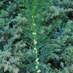 Polygonatum verticillatum Celota