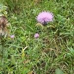 Cirsium discolor Flor