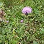 Cirsium discolor Kvet