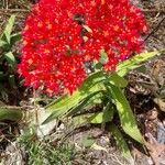 Crassula perfoliata Flor