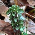 Obolaria virginica Flower