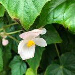 Begonia formosana Flor