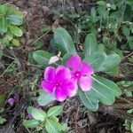 Catharanthus roseusKvět