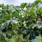Cecropia schreberiana Hábito