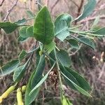 Nicotiana glauca Ліст