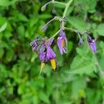 Solanum dulcamaraFlors