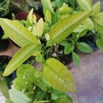 Citrus sinensis Blad