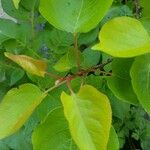 Prunus armeniaca Лист