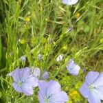 Linum usitatissimum Blüte